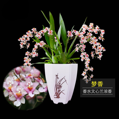 直播基地大促秒杀香水石斛文心兰