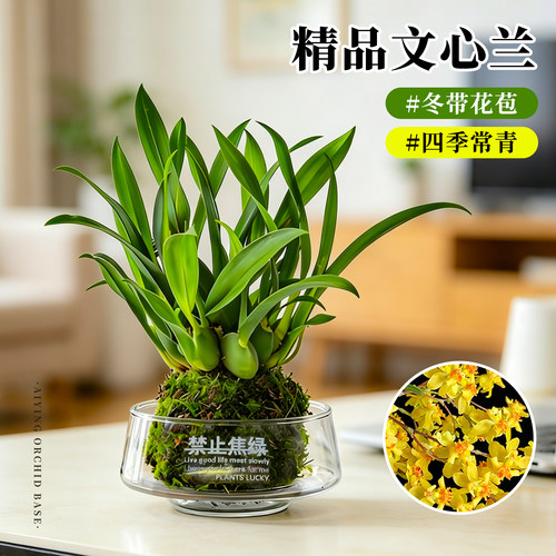 多色香水文心兰水培冬带花苞盆栽