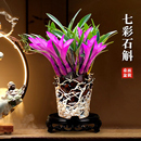 七彩香水石斛兰花四季 兰好养绿植浓香型石斛改善睡眠绿植净化空气