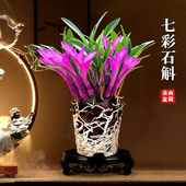 七彩香水石斛兰花四季 兰好养绿植浓香型石斛懒人室内绿植净化空气