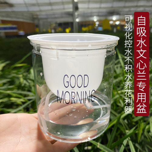 兰花苗懒人花盆水培文心兰水养