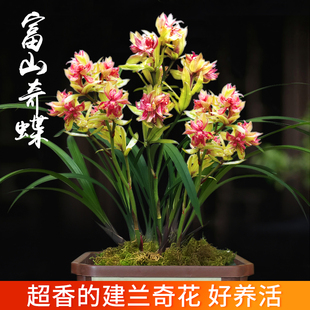 夏带超多花苞建兰四季 兰富山奇蝶奇花浓香兰花苗庭院阳台绿植花卉