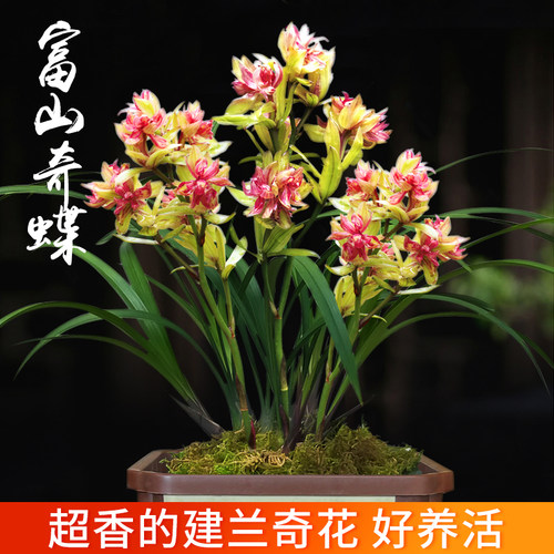 夏带超多花苞建兰四季兰富山奇蝶