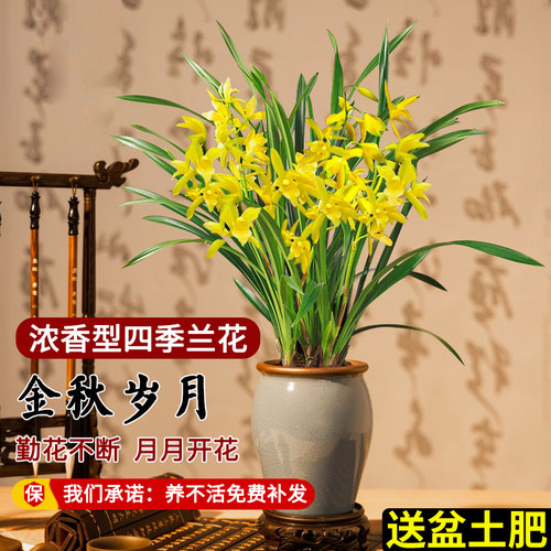 兰花苗盆栽名贵花卉金秋岁月 四季兰绿植客厅香兰夏带花苞出售 - 封面