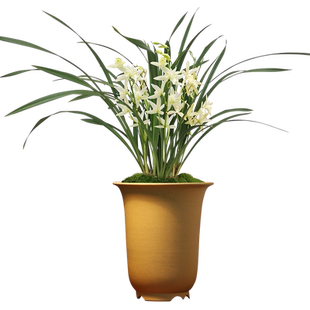 大雪素 四季兰素心 有香味的兰花夏带花苞出售新手好养花卉盆栽草