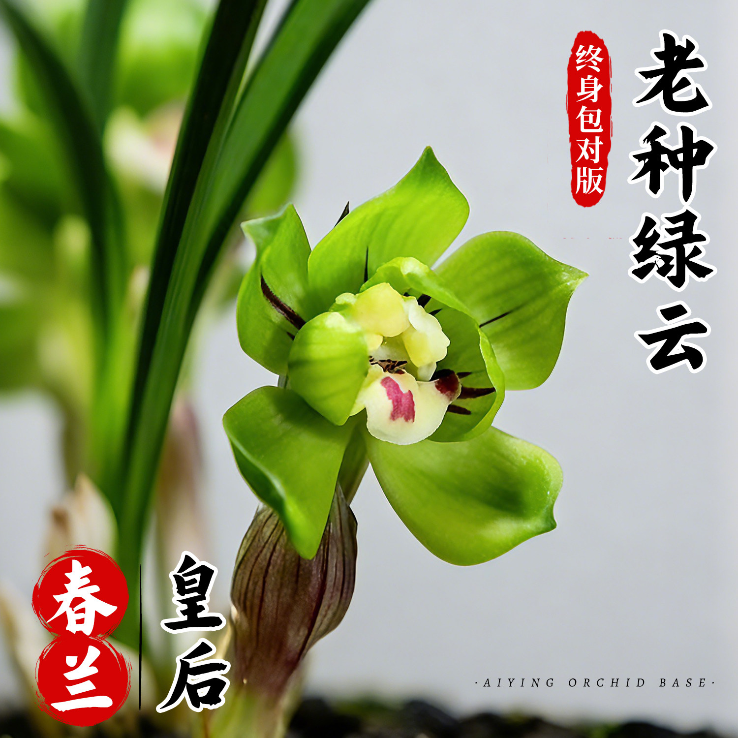 冬带花苞浓香型矮种老种绿云皇后兰花苗原生好养名贵品种绿植花卉