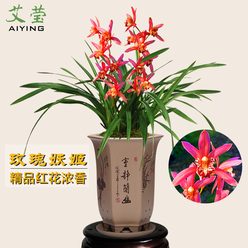 艾莹兰花苗建兰精品妖姬夏有香味