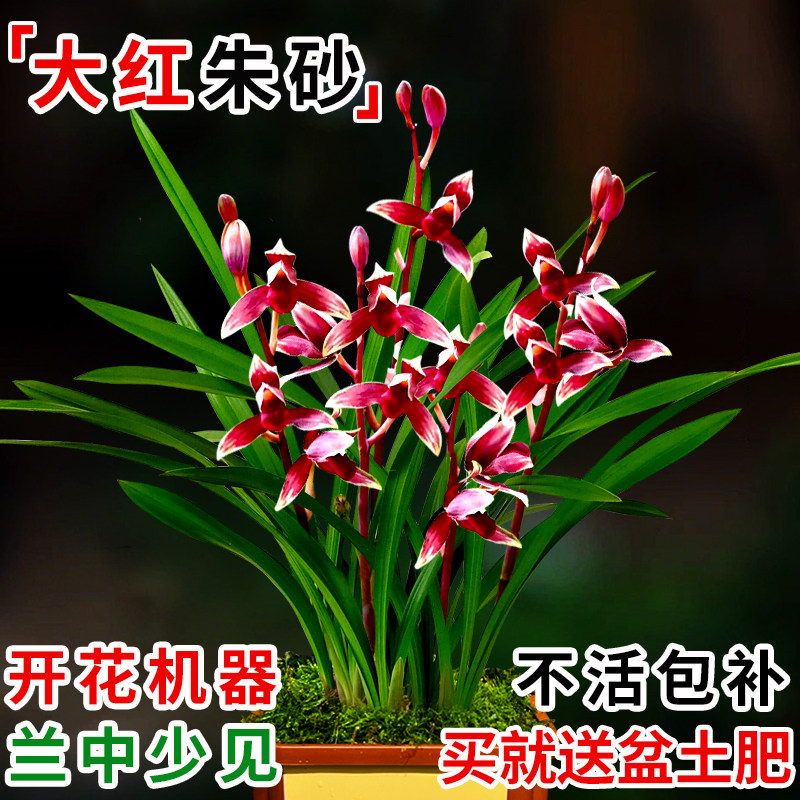 艾莹名贵兰花苗盆栽 建兰大红朱砂有香味的花卉绿植四季室内好养