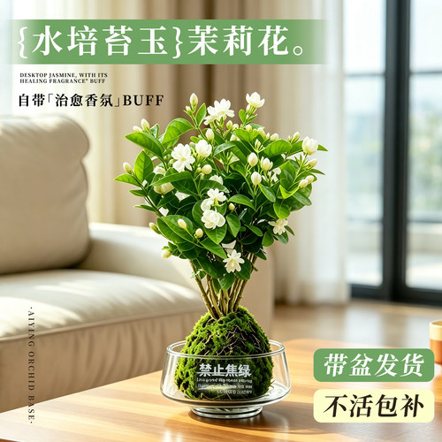 香水茉莉花四季开花盆栽浓香花卉