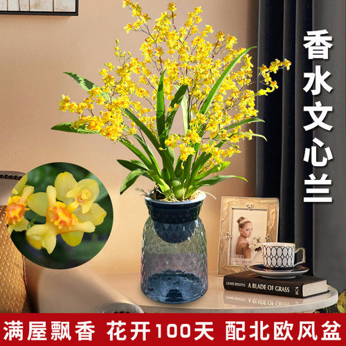 艾莹兰花苗文心兰盆栽梦香