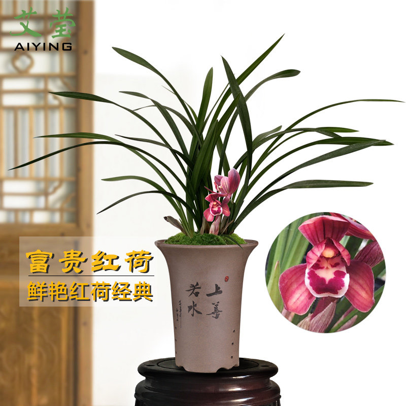 艾莹兰花苗 墨兰荷瓣大红花 富贵红荷冬带花苞出售室内好养花卉