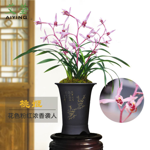 桃姬墨兰报岁兰现带花苞