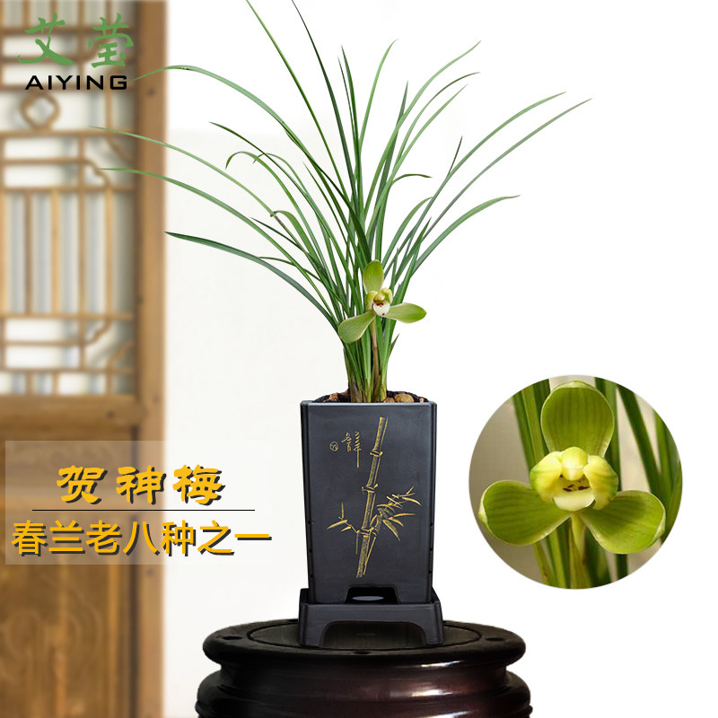 艾莹兰花春兰老八种 贺神梅 冬带花苞出售浓香好花卉绿植物盆栽