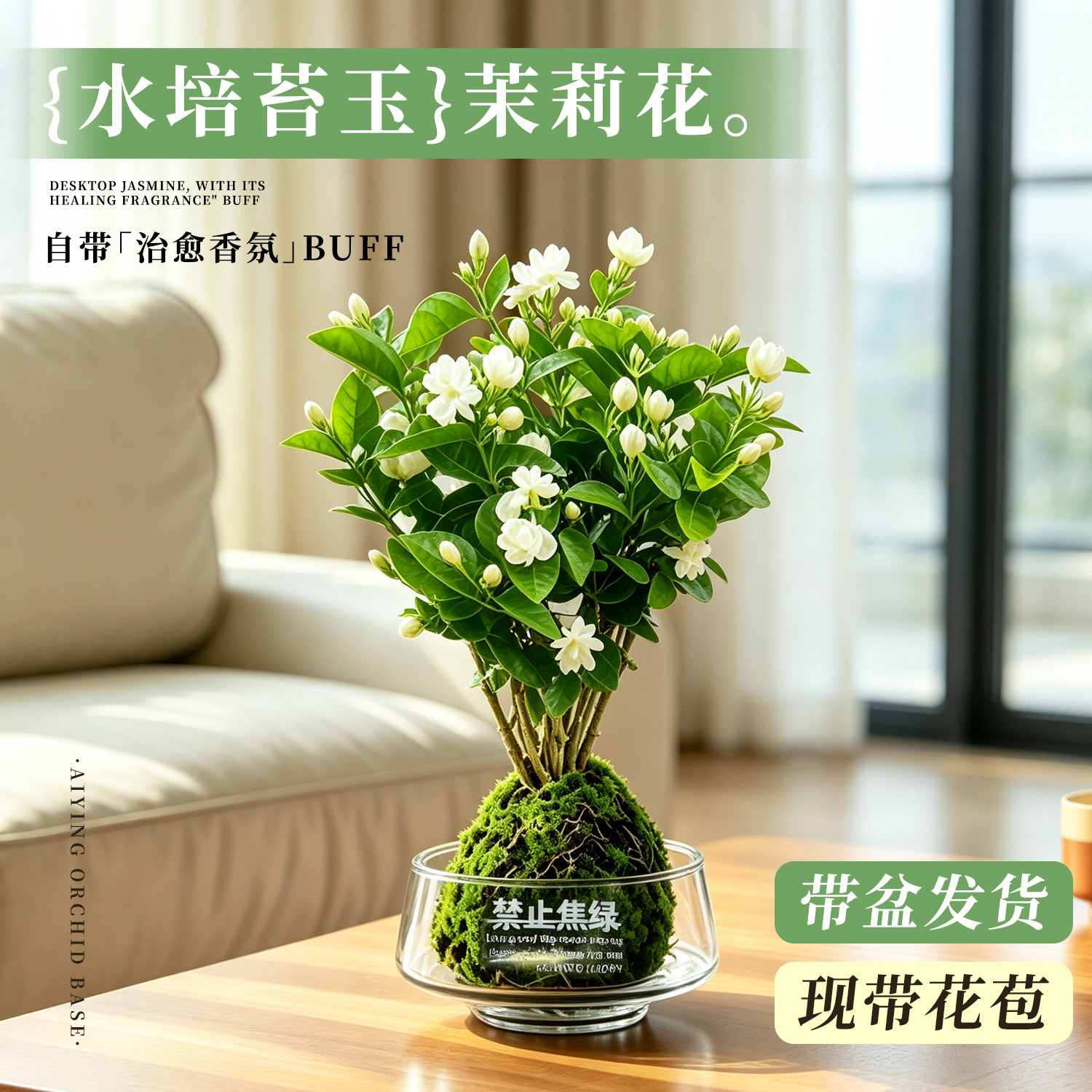 香水茉莉花带花苞盆栽四季开花