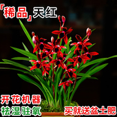 夏带花苞出售红素好养花卉四季 艾莹兰花苗盆栽 建兰天红 室内好养