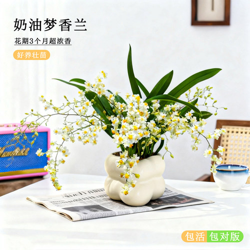 奶油懒人水培梦香兰冬带花苞盆栽