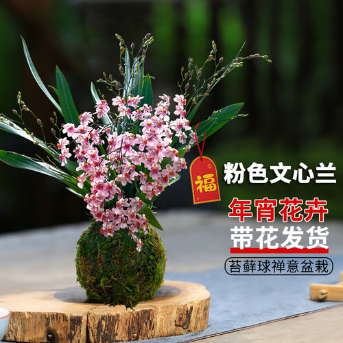 年宵花文心兰冬带花苔藓球盆栽