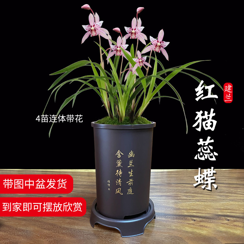 艾莹兰花苗 建兰三星蝶 红猫蕊蝶 夏带花苞出售好养花卉室内盆栽