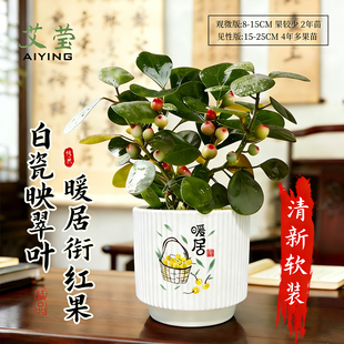 观心菩提中式禅意桌面盆栽带果发货 室内绿植花卉菩提树好养盆景