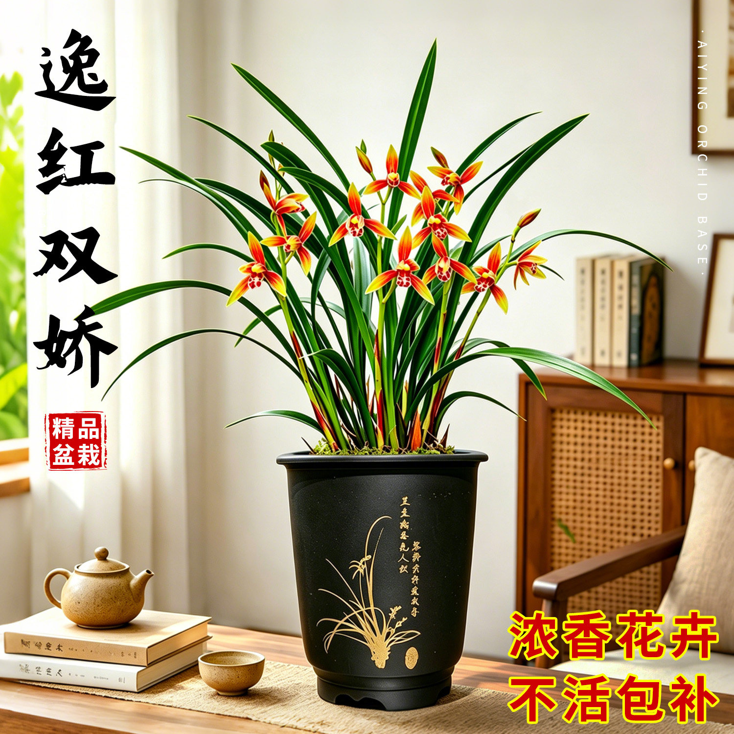 建兰四季兰带花苞盆栽兰花苗小国魂逸红双娇浓香室内花卉绿植好养