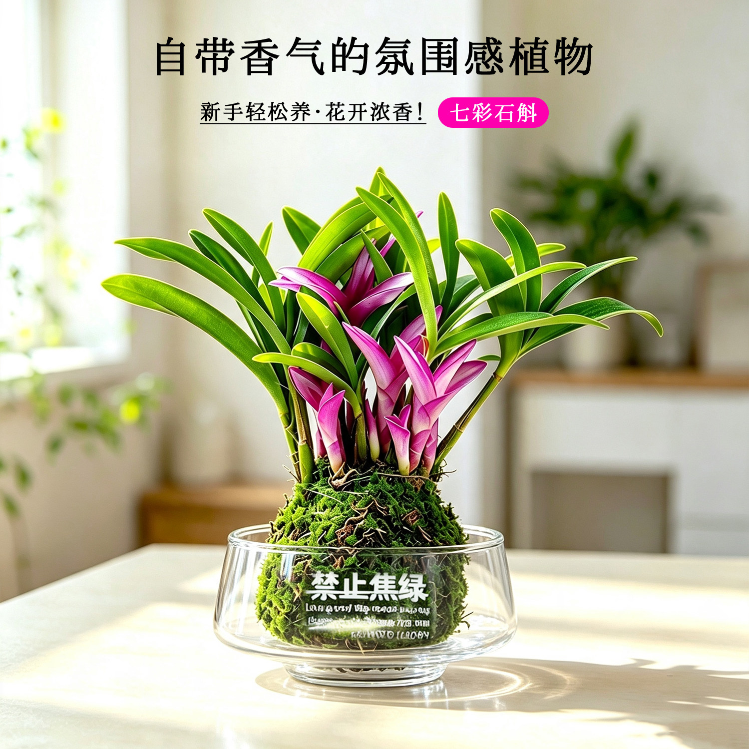 水培香水七彩石斛兰苔藓球盆栽四季开花浓香花卉绿植物懒人好养活