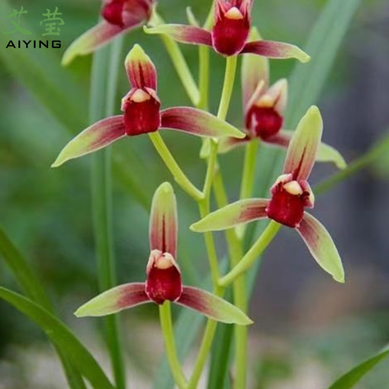 艾莹兰花苗 建兰国魂 高档名品夏带浓香花苞好养花卉绿植盆栽