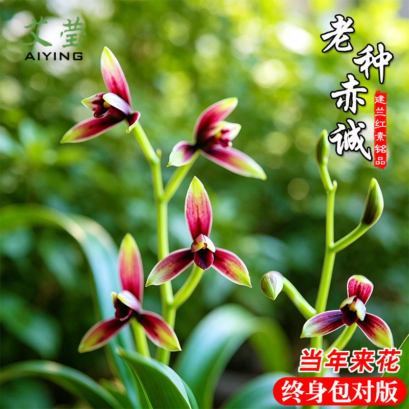 艾莹兰花苗 老种赤诚名贵建兰红素峨眉晨光室内桌面好养浓香盆栽