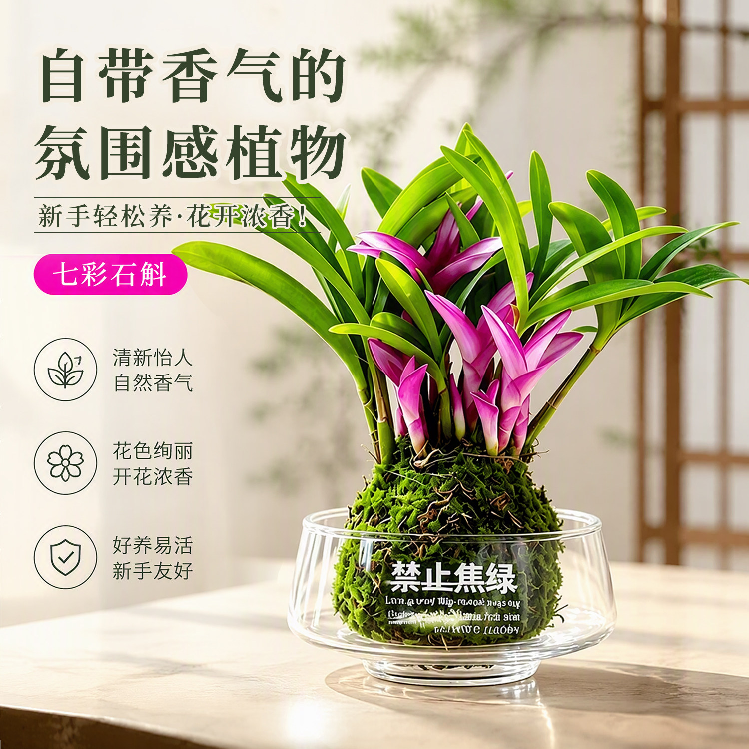 水培香水七彩石斛兰苔藓球盆栽图片