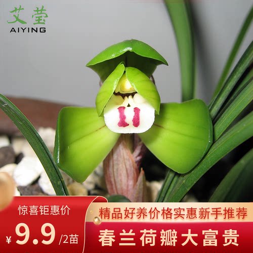 艾莹兰花苗大富贵春兰正格荷瓣