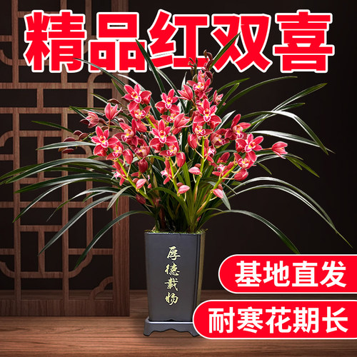 精品红双喜基地直发现带花期长