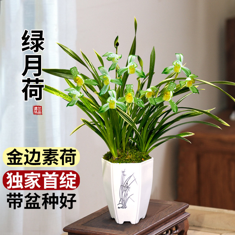 艾莹兰花苗建兰绿月荷夏带花带盆浓香型好养室内阳台绿植花卉盆栽,鲜花速递/花卉仿真/绿植园艺,国兰/杂交兰/洋兰类,淘宝优惠券,粉丝福利购,淘宝优惠卷