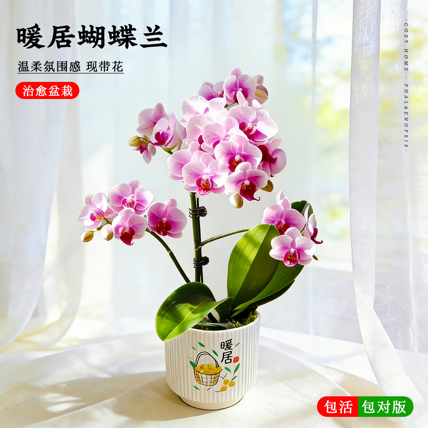轻奢暖居高级感蝴蝶兰带花苞盆栽带陶瓷花盆优质乔迁送礼双剑好养