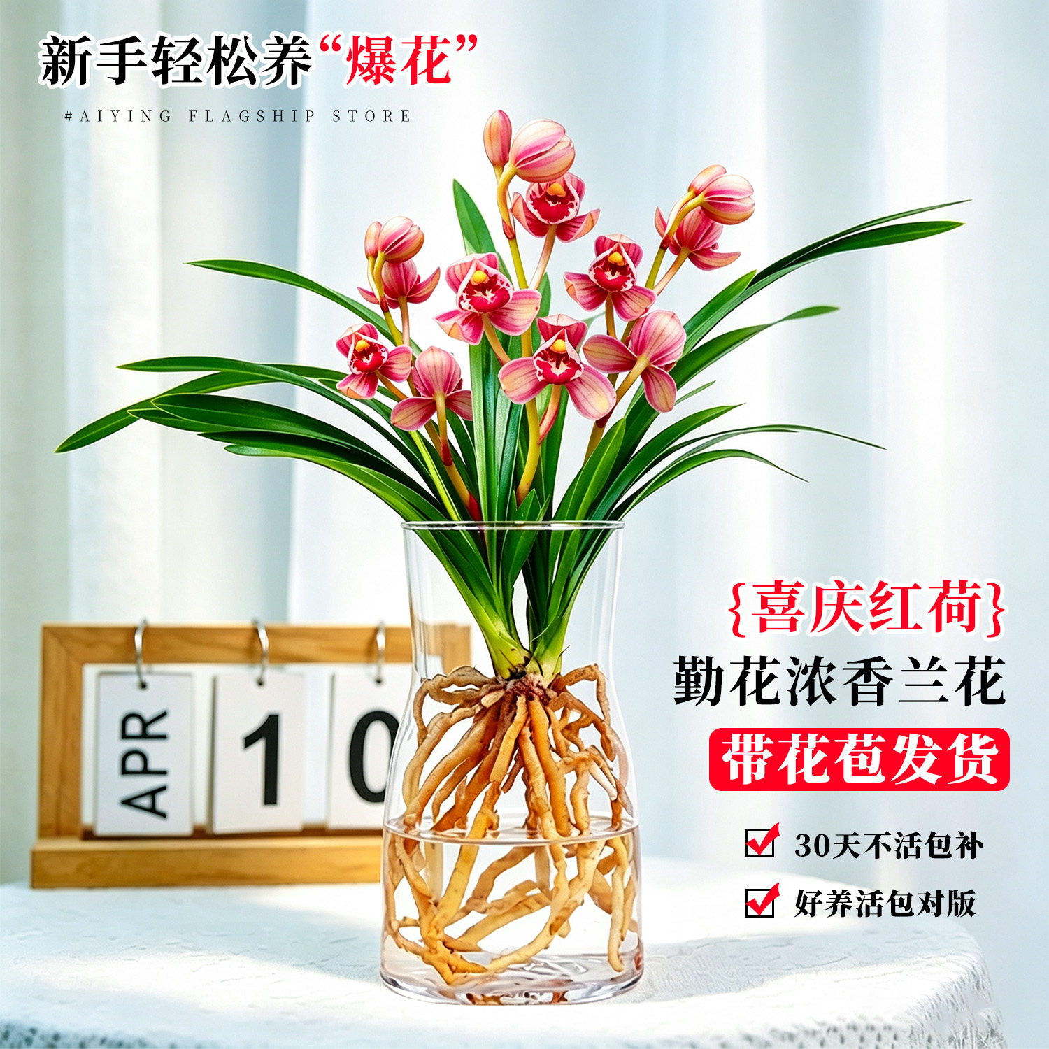 香水兰花苗建兰喜庆红荷带花苞盆栽 高档名贵四季浓香兰草室内花