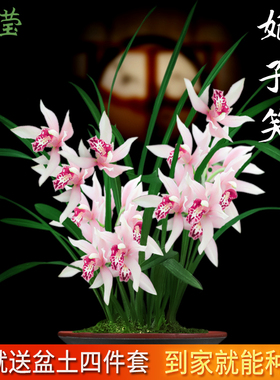 艾莹兰花苗 妃子笑 有香味的建兰夏带花苞出售室内花卉绿植盆栽