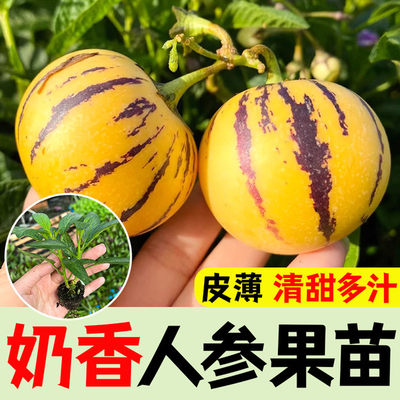 人参果苗南北种植四季结果