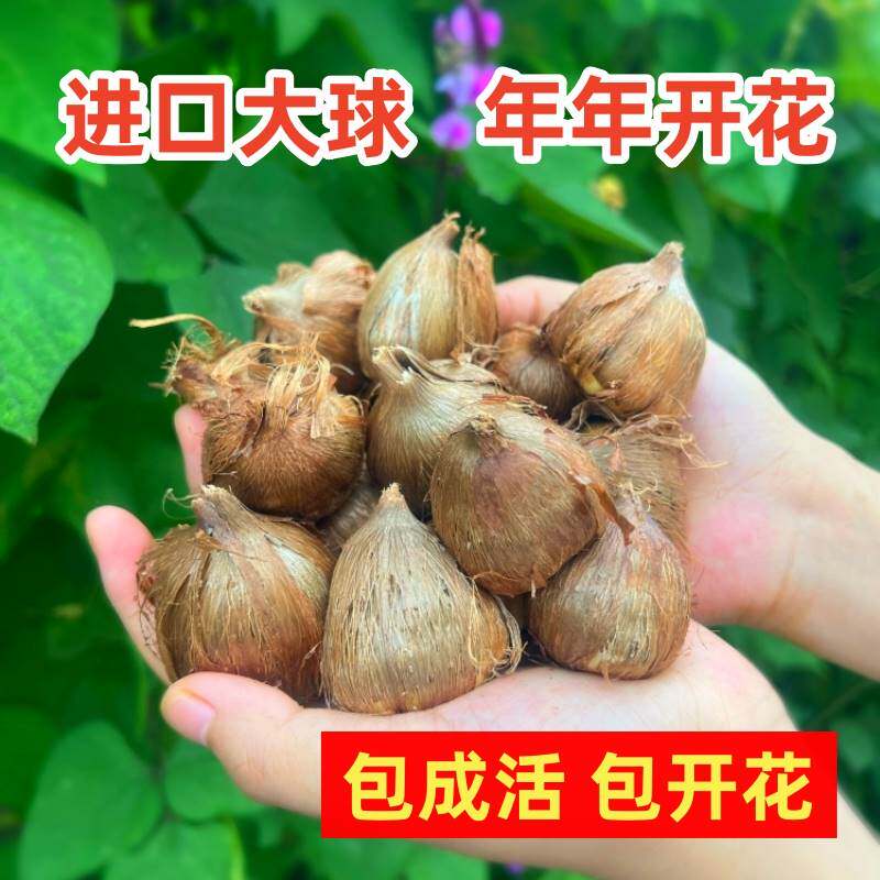 香雪兰种球进口小苍兰大种球四季开花易活重瓣花卉盆栽阳台花种子高性价比高么？