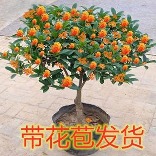 桂花树苗盆栽庭院植物金桂丹桂浓香型花卉四季 开花好养易活小盆景