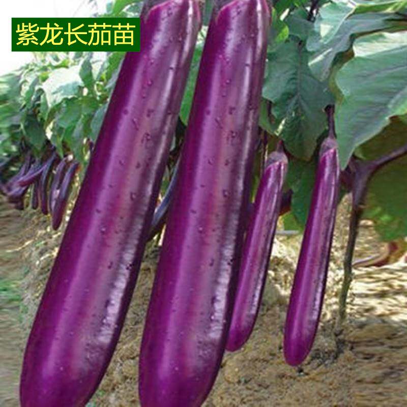 紫龙长茄苗秧苗紫把茄子苗线茄杭茄种籽苗春秋高产庭院大棚蔬菜苗使用感如何?