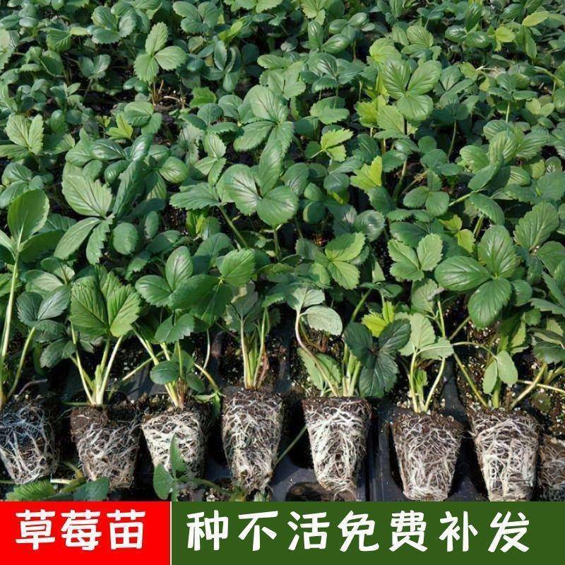 四季草莓苗盆栽好养红颜奶油白草莓苗带土果苗阳台新苗种植苗秧