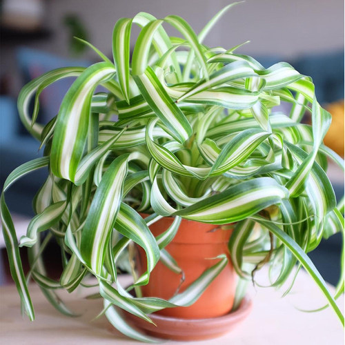 办公室盆栽趣味多少钱 办公室盆栽趣味价格 小麦优选