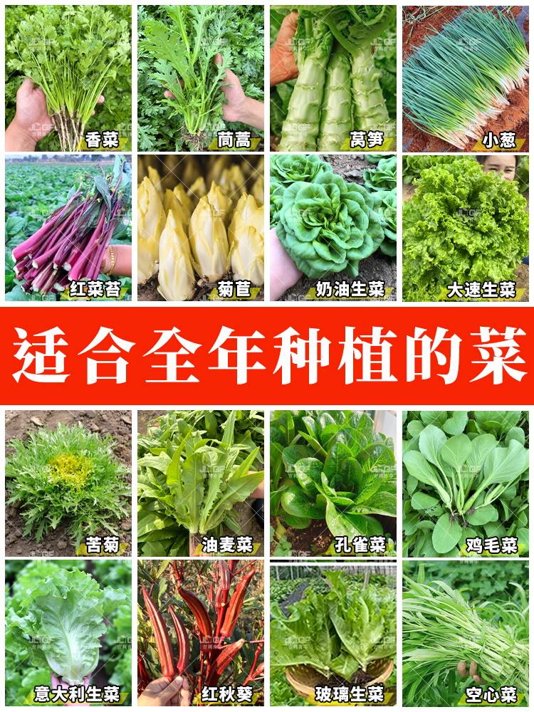 四季种植蔬菜子香菜苔小葱豌豆苗孔雀生菜油麦茼蒿荠菜冬季菜种籽