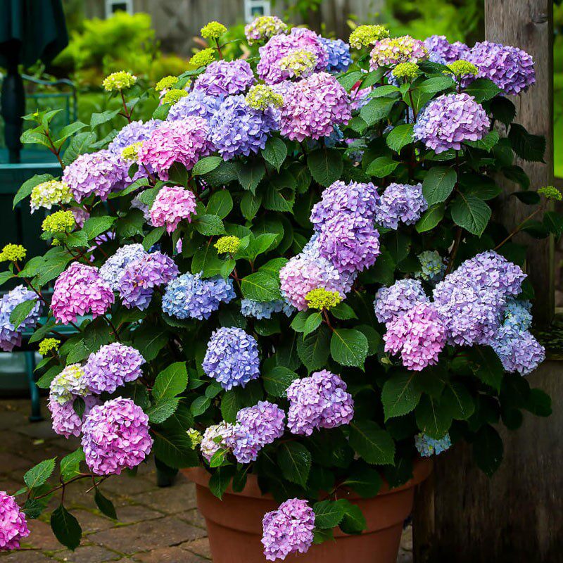 无尽夏绣球花盆栽老桩花卉阳台庭院花园露台带花苞植物四季开花苗