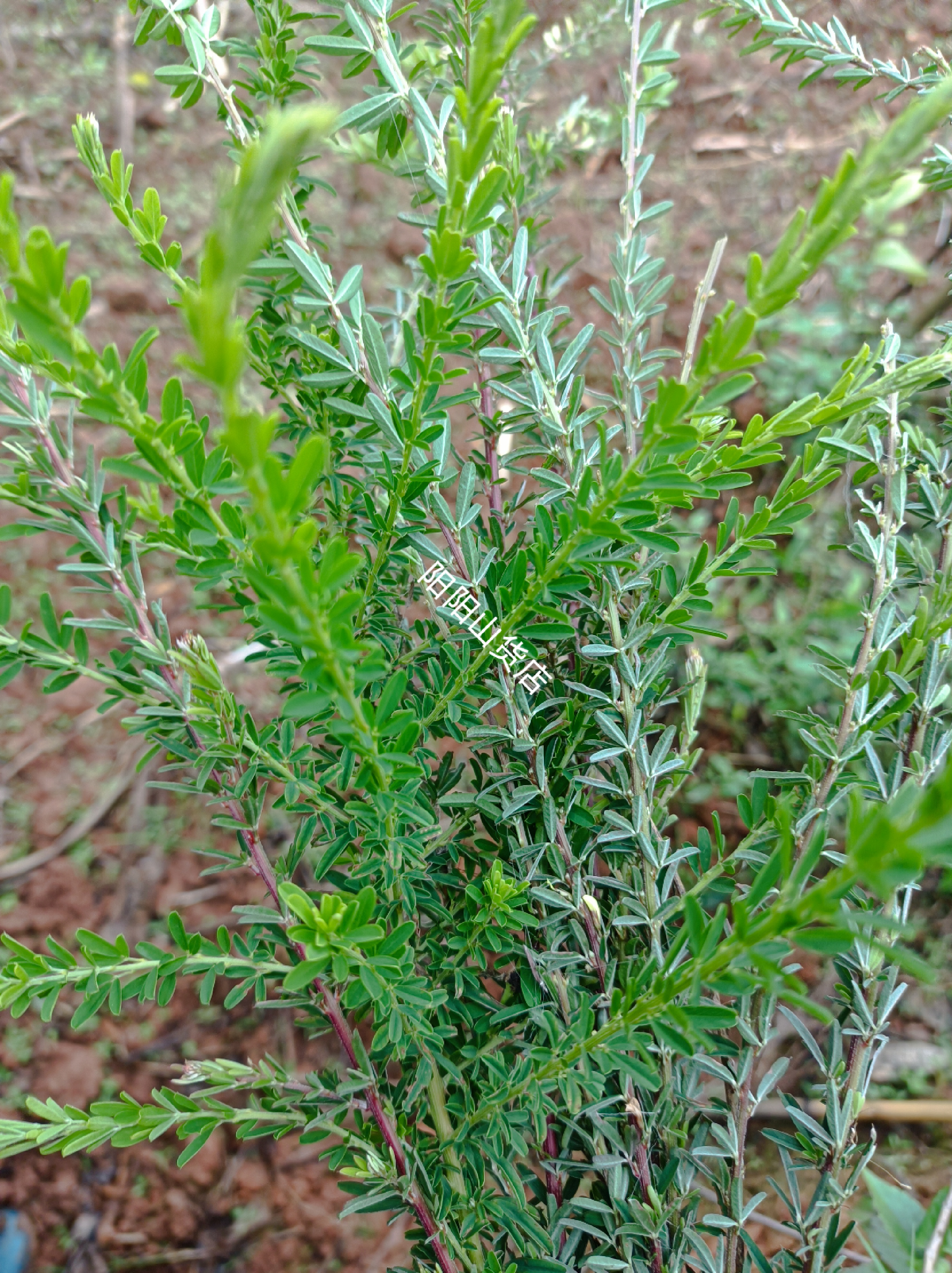 夜关门中草药铁扫帚 封草 截叶铁扫帚 绢毛胡枝子鲜货清热解毒