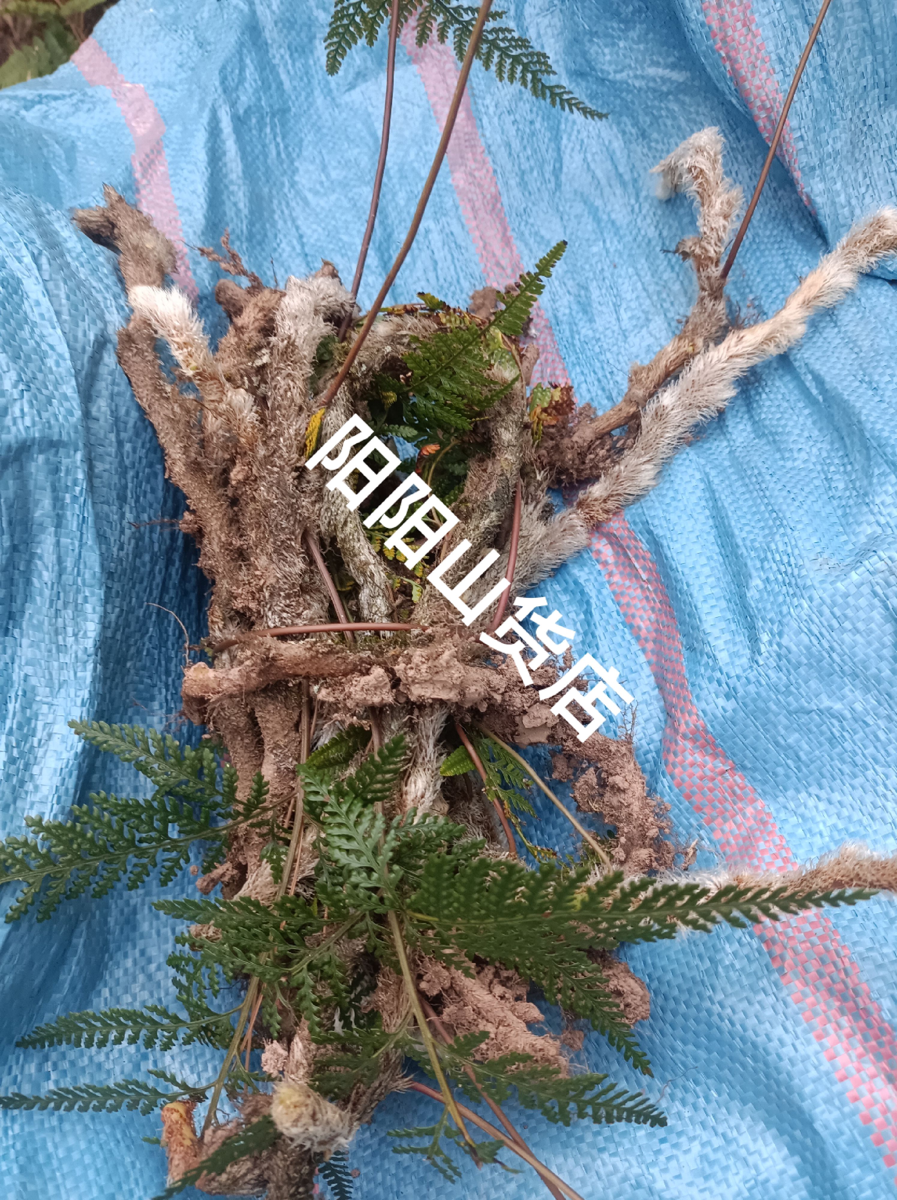 正品白毛蛇草药白毛蛇白毛骨碎补阴石蕨老鼠尾毛尼子石蚕新鲜