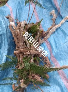 正品白毛蛇草药白毛蛇白毛骨碎补阴石蕨老鼠尾毛尼子石蚕新鲜
