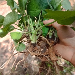 云南纯天然山当归青草异叶茴芹鹅脚板杏叶防风羊膳七百路羊古草