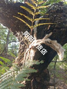 正品白毛蛇草药白毛蛇白毛骨碎补阴石蕨老鼠尾毛尼子石蚕新鲜