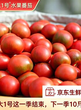 绿色食品瓦大1号鲜食水果番茄孕妇老人宝宝水果西红柿自然熟养生