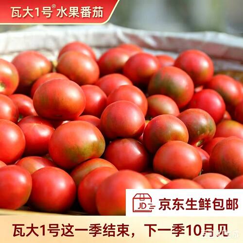 爆浆多汁番茄西红柿瓦大1号