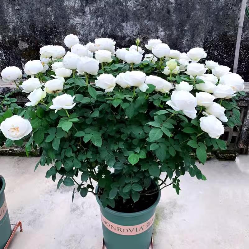 多季开大花浓香月季花苗伊芙婚礼之路纯白色玫瑰盆栽庭院观花植物